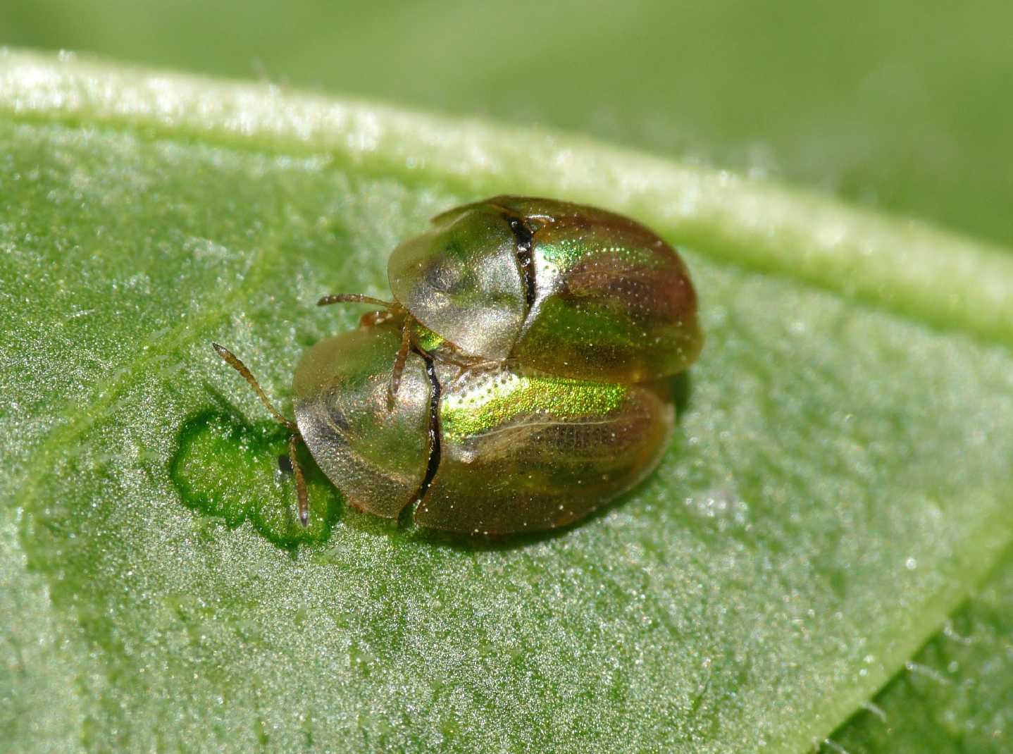 Cassida vittata